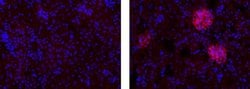 Rat IgG1 kappa Isotype Control (eBRG1), eBioscience , Invitrogen:Antibodies:Isotype