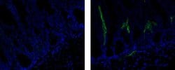 Rat IgG1 kappa Isotype Control (eBRG1), eBioscience , Invitrogen:Antibodies:Isotype