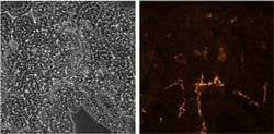 Rat IgG1 kappa Isotype Control (eBRG1), eBioscience , Invitrogen:Antibodies:Isotype