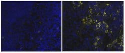 Rat IgG2a kappa Isotype Control (eBR2a), eBioscience , Invitrogen:Anticuerpos:Controles