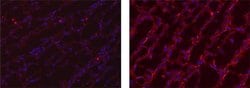 Rat IgG2a kappa Isotype Control (eBR2a), eBioscience , Invitrogen:Anticuerpos:Controles