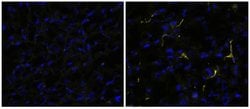 Rat IgG2a kappa Isotype Control (eBR2a), eBioscience , Invitrogen:Anticuerpos:Controles