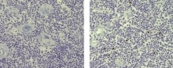 Rat IgG2a kappa Isotype Control (eBR2a), eBioscience , Invitrogen:Anticuerpos:Controles