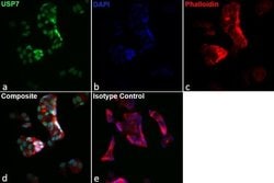 Rat IgG2a kappa Isotype Control (eBR2a), eBioscience , Invitrogen:Anticuerpos:Controles