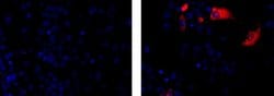 Mouse IgG1 kappa Isotype Control (P3.6.2.8.1), eBioscience , Invitrogen