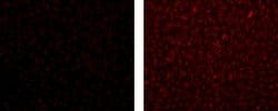 Mouse IgG1 kappa Isotype Control (P3.6.2.8.1), eBioscience , Invitrogen