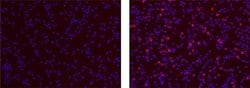 Mouse IgG1 kappa Isotype Control (P3.6.2.8.1), eBioscience , Invitrogen