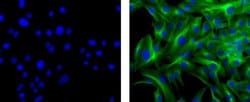 Mouse IgG1 kappa Isotype Control (P3.6.2.8.1), eBioscience , Invitrogen