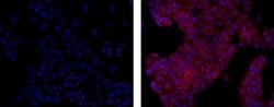 Mouse IgG1 kappa Isotype Control (P3.6.2.8.1), eBioscience , Invitrogen
