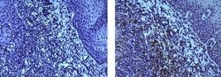 Mouse IgG1 kappa Isotype Control (P3.6.2.8.1), eBioscience , Invitrogen