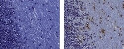 Mouse IgG1 kappa Isotype Control (P3.6.2.8.1), eBioscience , Invitrogen