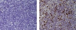 Mouse IgG1 kappa Isotype Control (P3.6.2.8.1), eBioscience , Invitrogen