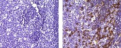 Mouse IgG1 kappa Isotype Control (P3.6.2.8.1), eBioscience , Invitrogen