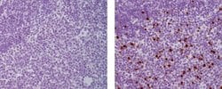 Mouse IgG1 kappa Isotype Control (P3.6.2.8.1), eBioscience , Invitrogen