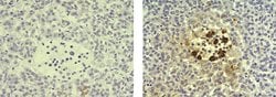 Mouse IgG1 kappa Isotype Control (P3.6.2.8.1), eBioscience , Invitrogen