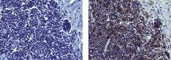 Mouse IgG1 kappa Isotype Control (P3.6.2.8.1), eBioscience , Invitrogen