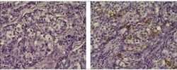 Mouse IgG1 kappa Isotype Control (P3.6.2.8.1), eBioscience , Invitrogen