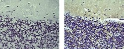 Mouse IgG1 kappa Isotype Control (P3.6.2.8.1), eBioscience , Invitrogen
