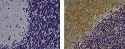 Mouse IgG1 kappa Isotype Control (P3.6.2.8.1), eBioscience , Invitrogen
