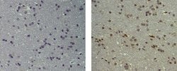 Mouse IgG1 kappa Isotype Control (P3.6.2.8.1), eBioscience , Invitrogen