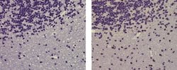 Mouse IgG1 kappa Isotype Control (P3.6.2.8.1), eBioscience , Invitrogen