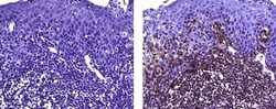 Mouse IgG1 kappa Isotype Control (P3.6.2.8.1), eBioscience , Invitrogen