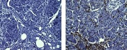 Mouse IgG1 kappa Isotype Control (P3.6.2.8.1), eBioscience , Invitrogen