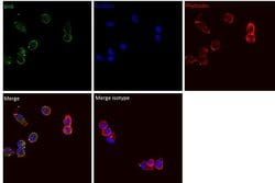 Mouse IgG2b kappa Isotype Control (eBMG2b), eBioscience , Invitrogen:Antibodies:Isotype