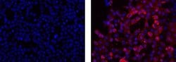 Mouse IgG2b kappa Isotype Control (eBMG2b), eBioscience , Invitrogen:Antibodies:Isotype