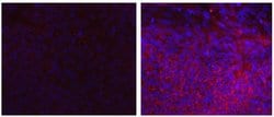 Mouse IgG2b kappa Isotype Control (eBMG2b), eBioscience , Invitrogen:Antibodies:Isotype