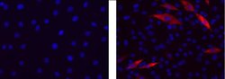 Mouse IgG2b kappa Isotype Control (eBMG2b), eBioscience , Invitrogen:Antibodies:Isotype