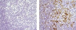 Mouse IgG2b kappa Isotype Control (eBMG2b), eBioscience , Invitrogen:Antibodies:Isotype