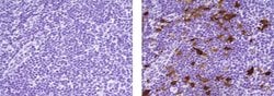 Mouse IgG2b kappa Isotype Control (eBMG2b), eBioscience , Invitrogen:Antibodies:Isotype