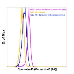 Invitrogen Connexin 43 Monoclonal Antibody (Connexin43 (1A)), eBioscience