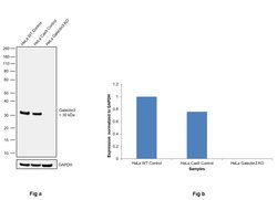 Galectin 3 Monoclonal Antibody (eBioM3/38 (M3/38)), eBioscience , Invitrogen:Antibodies:Primary