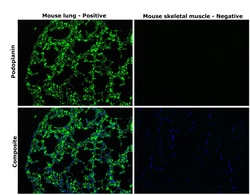Podoplanin Monoclonal Antibody (eBio8.1.1 (8.1.1)), eBioscience , Invitrogen:Antikörper