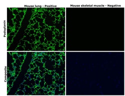 Podoplanin Monoclonal Antibody (eBio8.1.1 (8.1.1)), eBioscience , Invitrogen:Antikörper