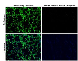 Podoplanin Monoclonal Antibody (eBio8.1.1 (8.1.1)), eBioscience , Invitrogen:Antikörper