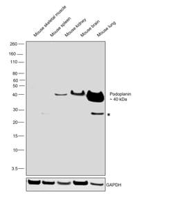 Podoplanin Monoclonal Antibody (eBio8.1.1 (8.1.1)), eBioscience , Invitrogen:Antikörper
