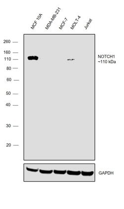 Invitrogen NOTCH1 Monoclonal Antibody (mN1A), eBioscience 50 &mu;g; Unconjugated:Antibodies,
