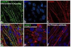 Ly-6A/E (Sca-1) Monoclonal Antibody (D7), eBioscience , Invitrogen:Antibodies:Primary