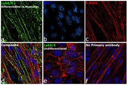 Ly-6A/E (Sca-1) Monoclonal Antibody (D7), eBioscience , Invitrogen:Antibodies:Primary