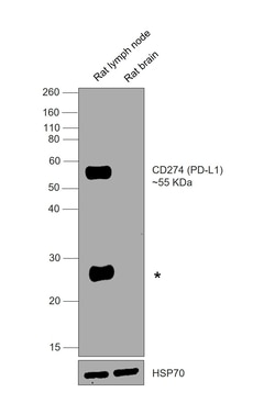 Invitrogen CD274 (PD-L1, B7-H1) Monoclonal Antibody (MIH5), eBioscience