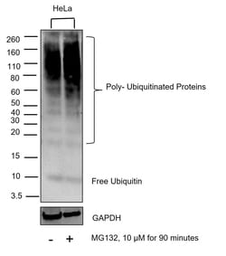 Ubiquitin Monoclonal Antibody (eBioP4D1 (P4D1)), eBioscience , Invitrogen:Antibodies,