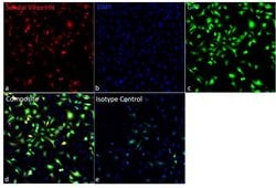 Invitrogen Sendai virus HN Monoclonal Antibody (1A6), eBioscience 100 &mu;g | Buy Online | Invitrogen&trade; | Fisher Scientific