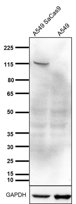 Invitrogen Staphylococcus aureus Cas9 Monoclonal Antibody (6H4), eBioscience