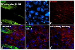 Myosin 4 Monoclonal Antibody (MF20), eBioscience , Invitrogen 25 &mu;g;
