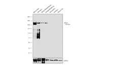 Myosin 4 Monoclonal Antibody (MF20), eBioscience , Invitrogen 25 &mu;g;