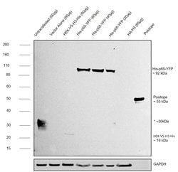 Invitrogen 6x-His Tag Monoclonal Antibody (HIS.H8), eBioscience , Invitrogen