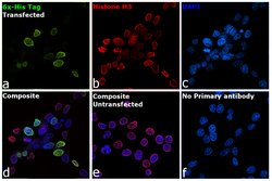 Invitrogen 6x-His Tag Monoclonal Antibody (HIS.H8), eBioscience , Invitrogen
